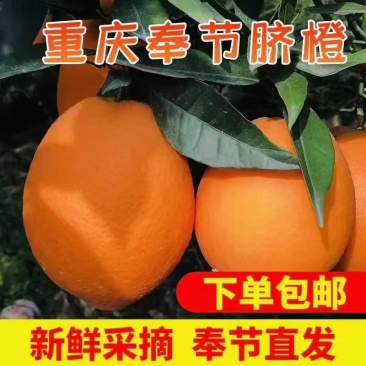 奉节脐橙