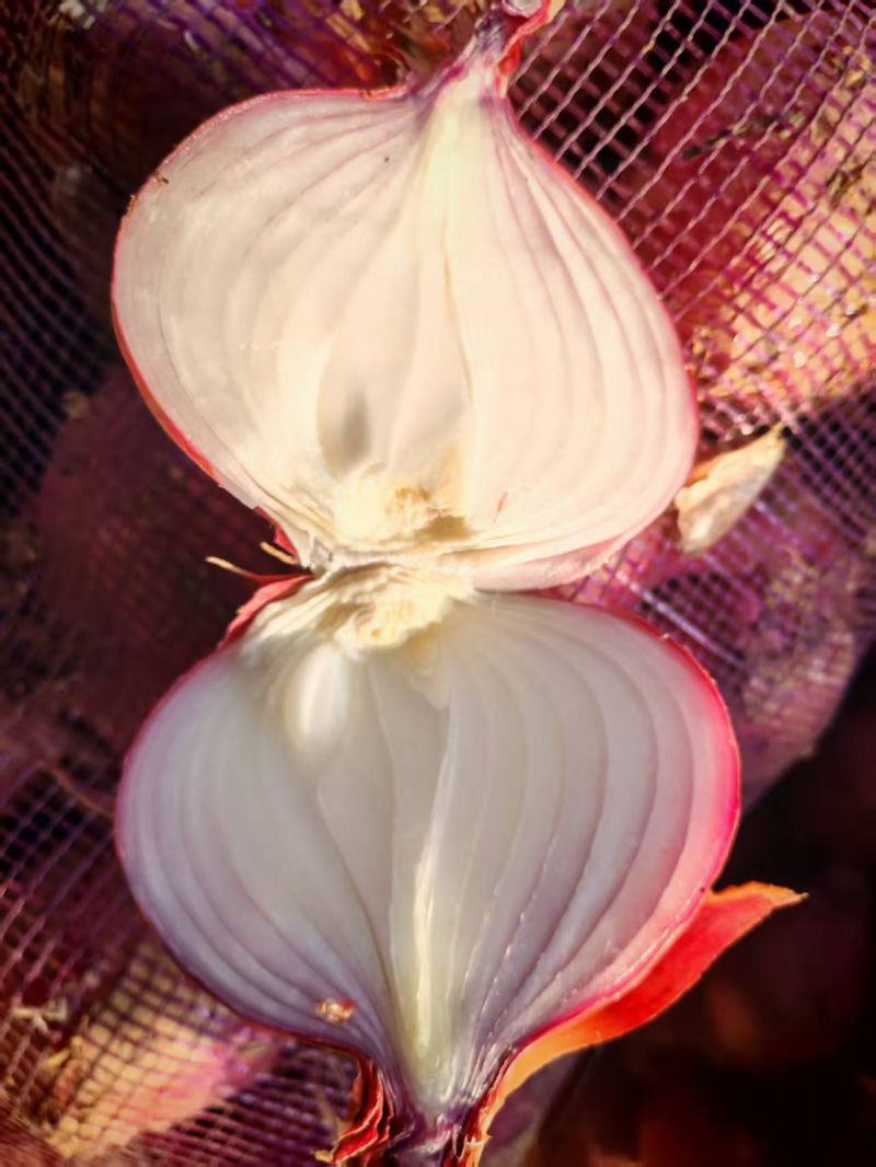 红皮洋葱