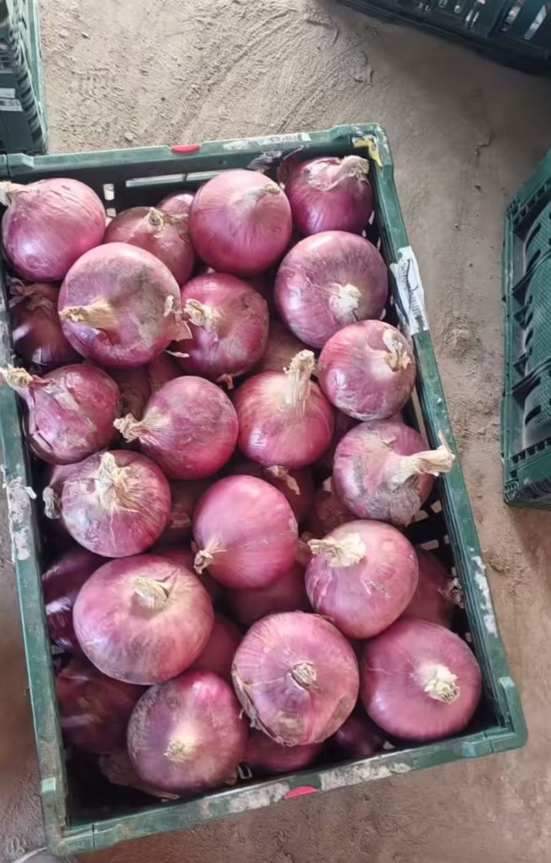 红皮洋葱