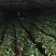 山东省青岛市马连庄草莓甜宝