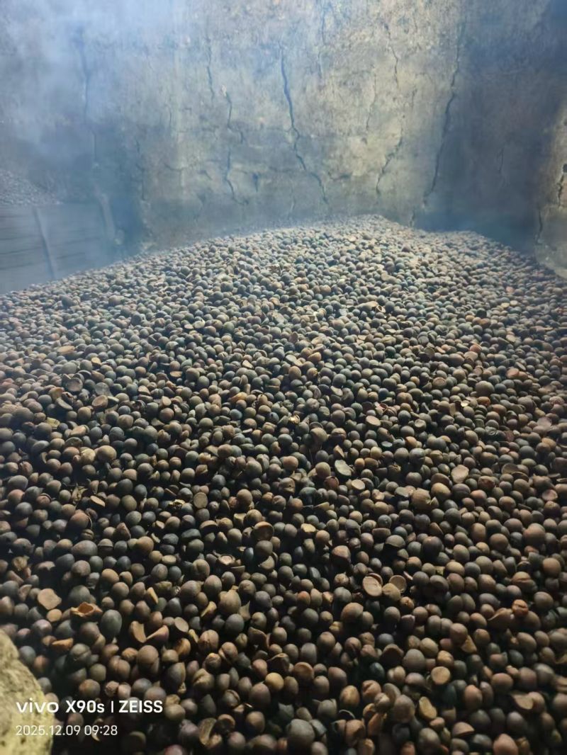 纯正山茶油