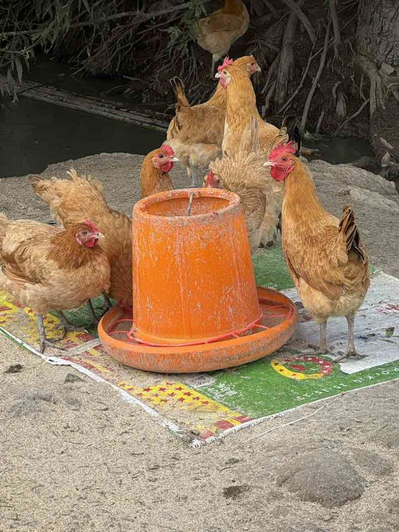 家养老母鸡纯稻谷鸡