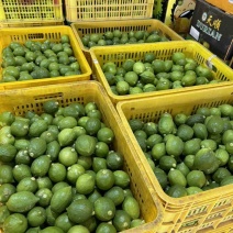 广东香水柠檬，产地供应，常年稳定，欢迎各位老板咨询合作