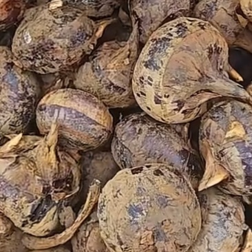 广西水果马蹄，削皮白马蹄