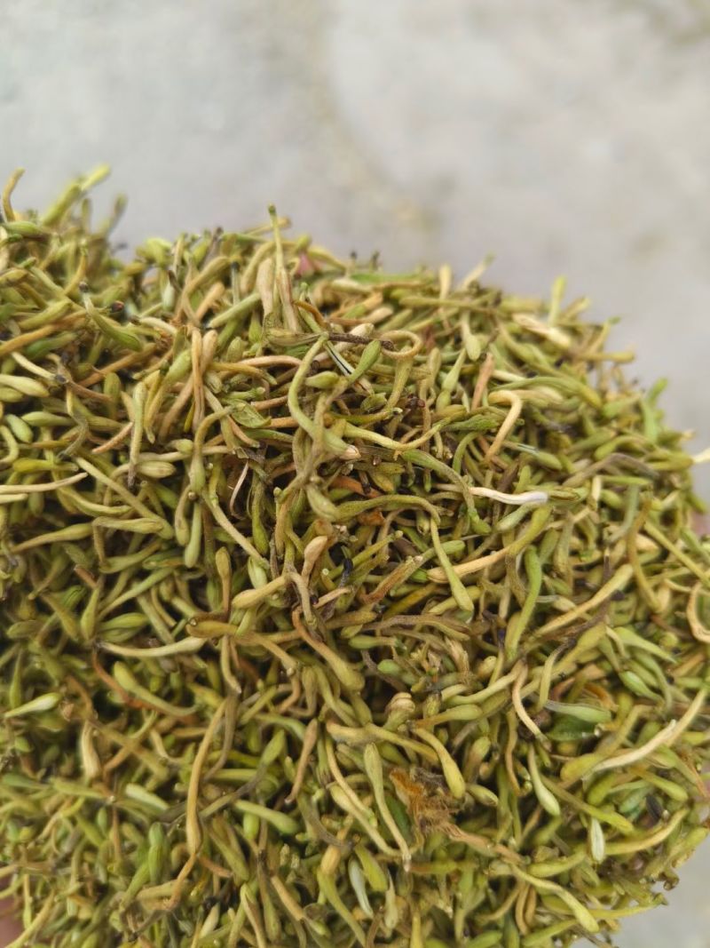 野生金银花，黄金