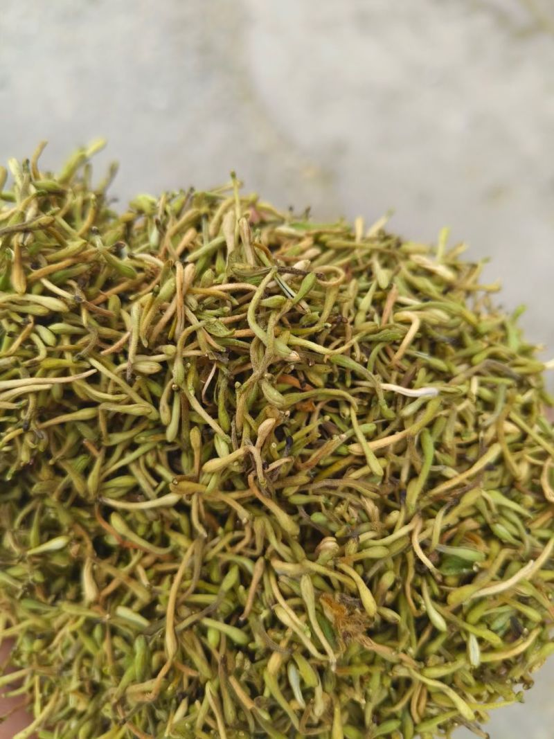 野生金银花，黄金