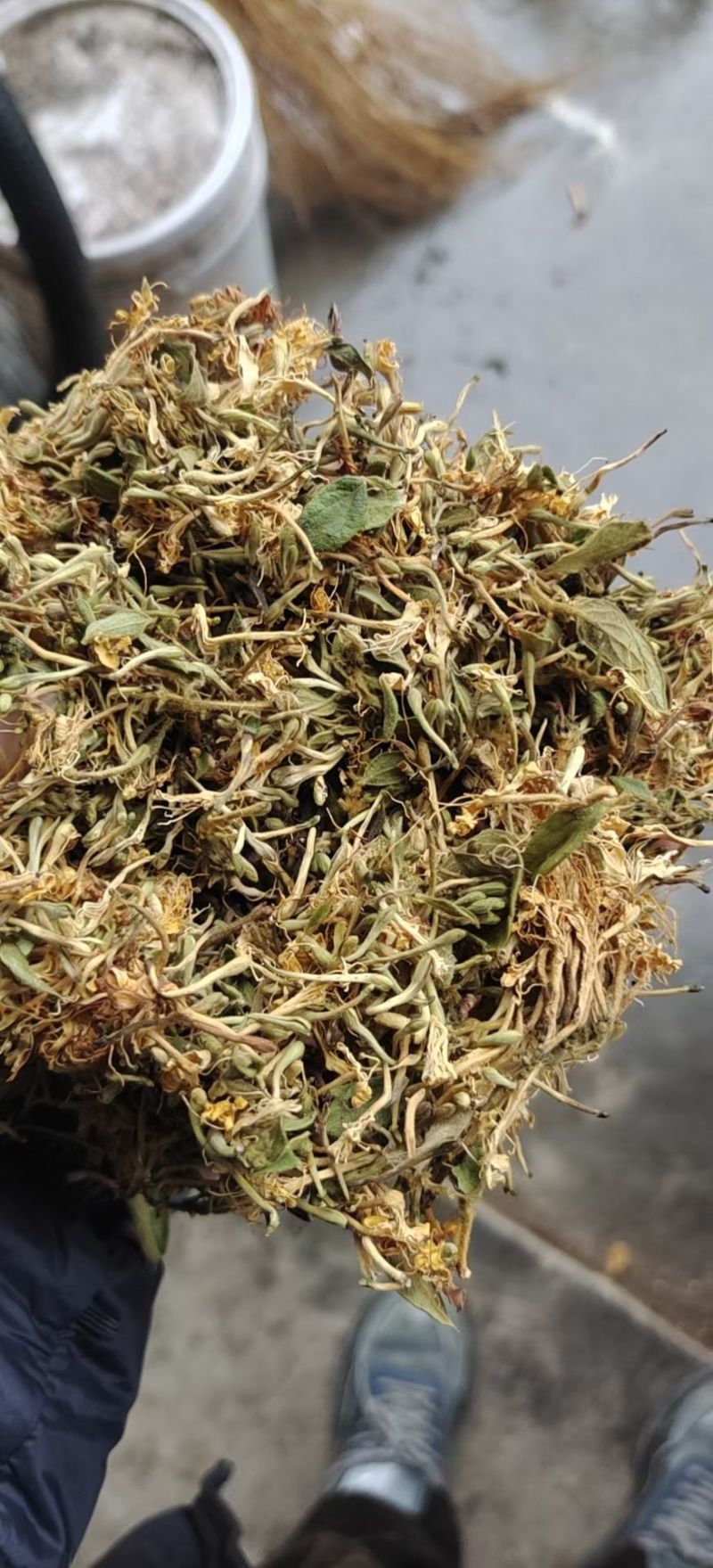 野生金银花，黄金