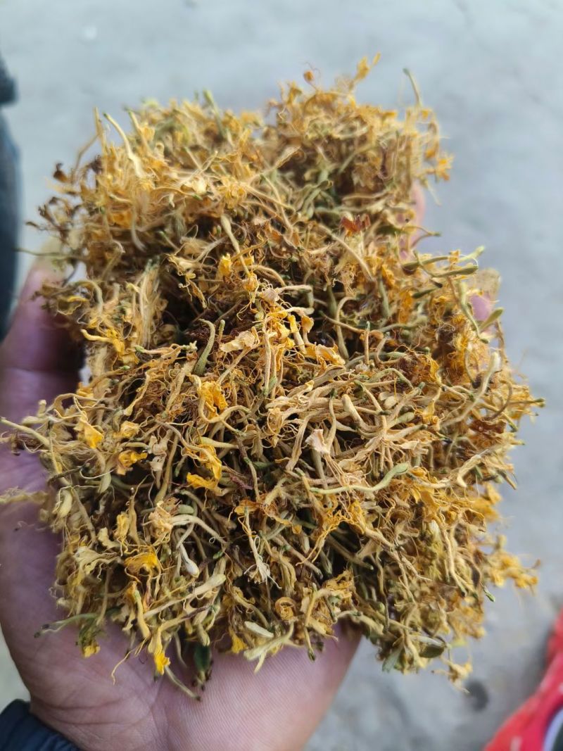 野生金银花，黄金