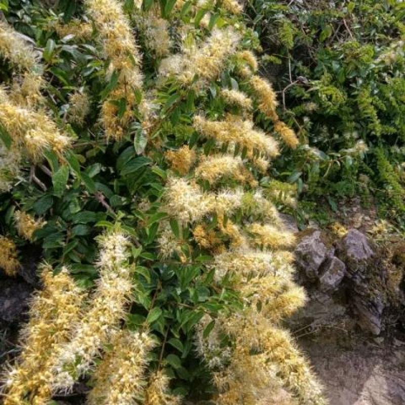野生金银花，黄金