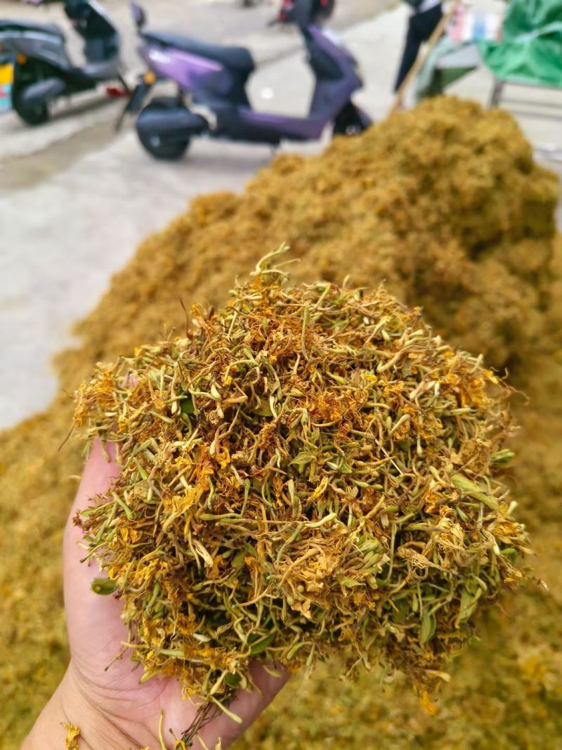 野生金银花，黄金
