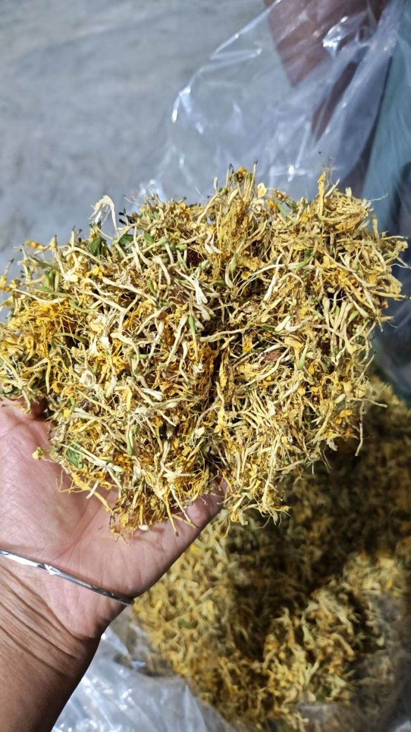 野生金银花，黄金