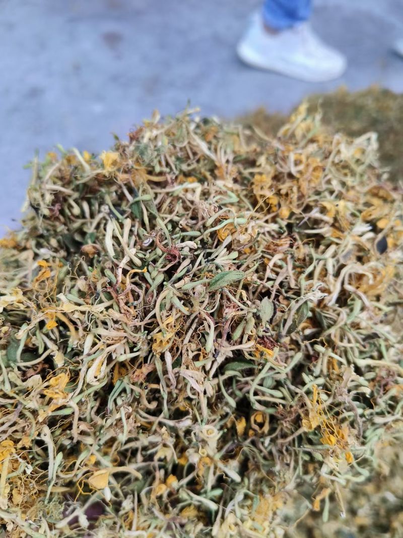 野生金银花，黄金