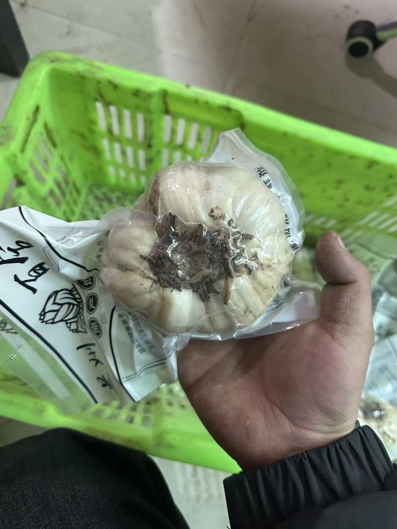 兰州百合