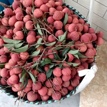 广州从化桂味荔枝