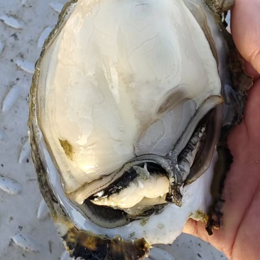 **湛江白蚝上市了。欢迎下单，一件也是批发价，b货，a货，