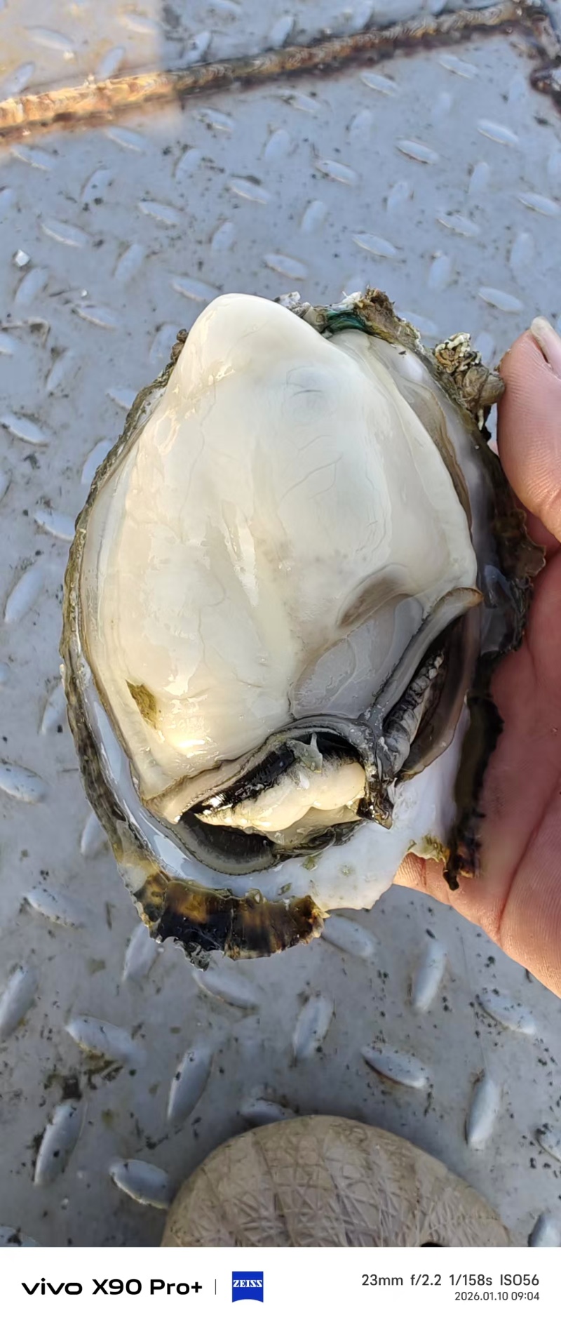 **湛江白蚝上市了。欢迎下单，一件也是批发价，b货，a货，