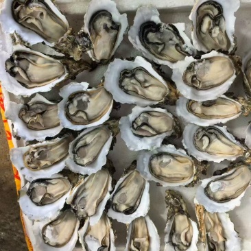 山东生蚝精品，适合高压锅生蚝，全国批发发货，1+-8+，大厂