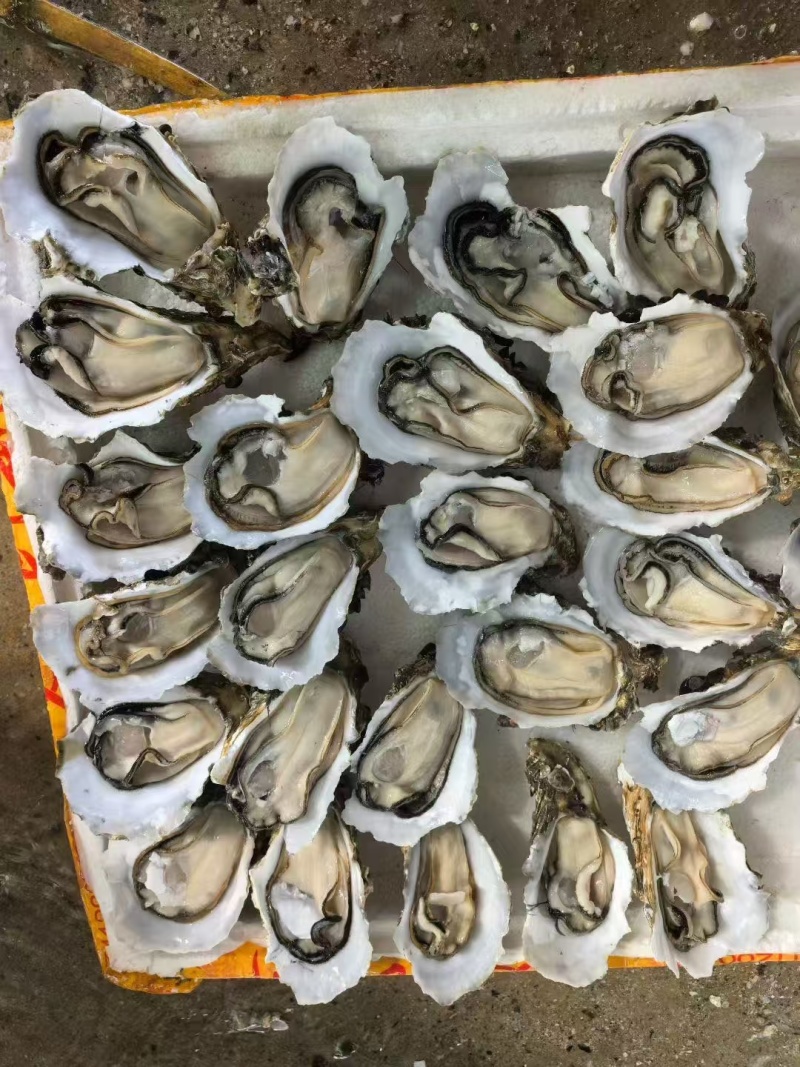 山东生蚝精品，适合高压锅生蚝，全国批发发货，1+-8+，大厂