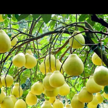 湖南永州江永（香柚）