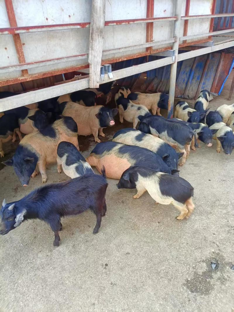巴马香猪