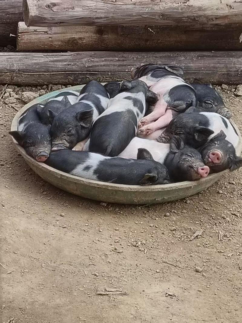 巴马香猪