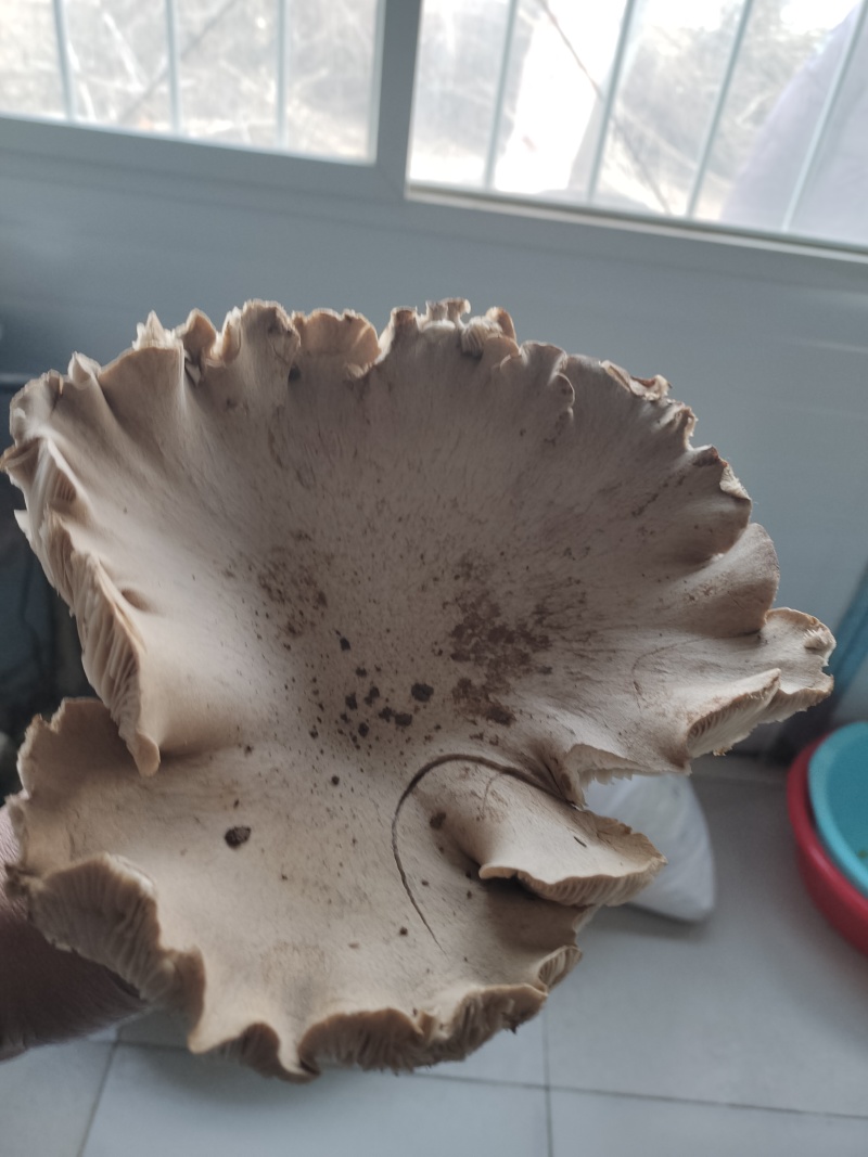 灵芝菇