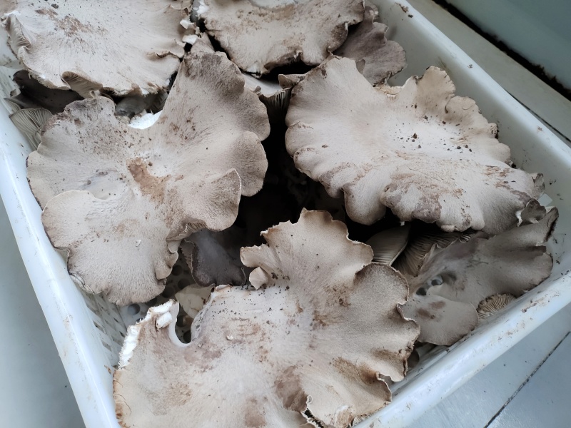 灵芝菇