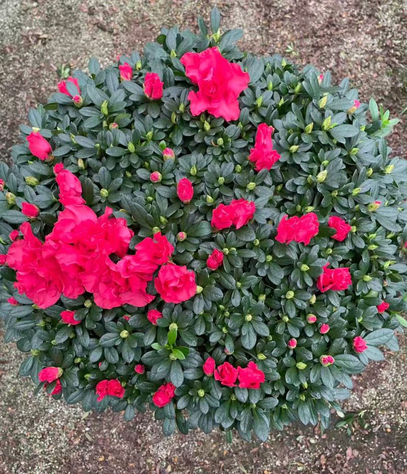 中国红杜鹃花