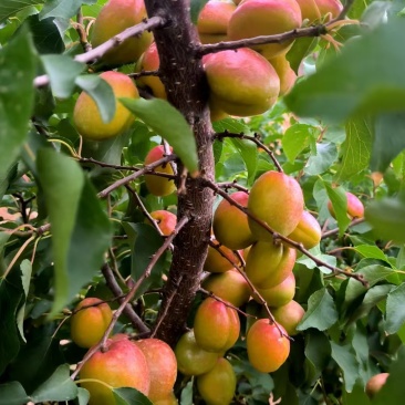 陕西芒果油杏