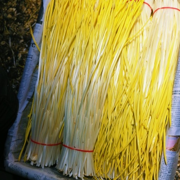 精品小把蒜黄
