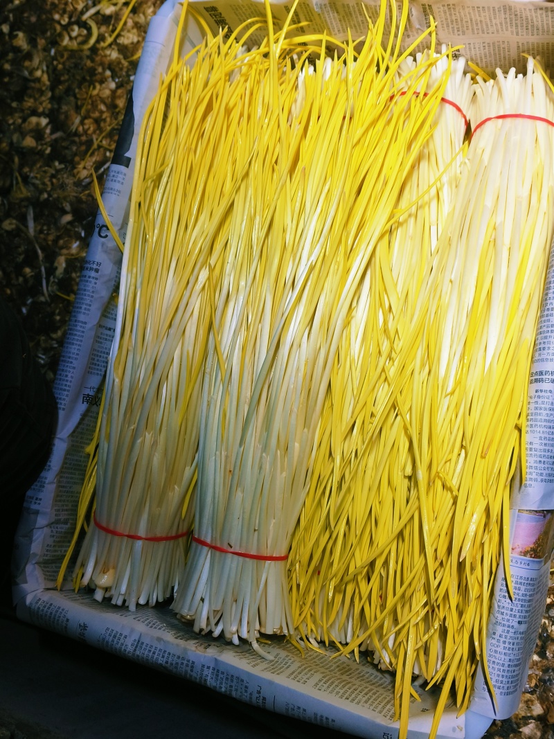 精品小把蒜黄