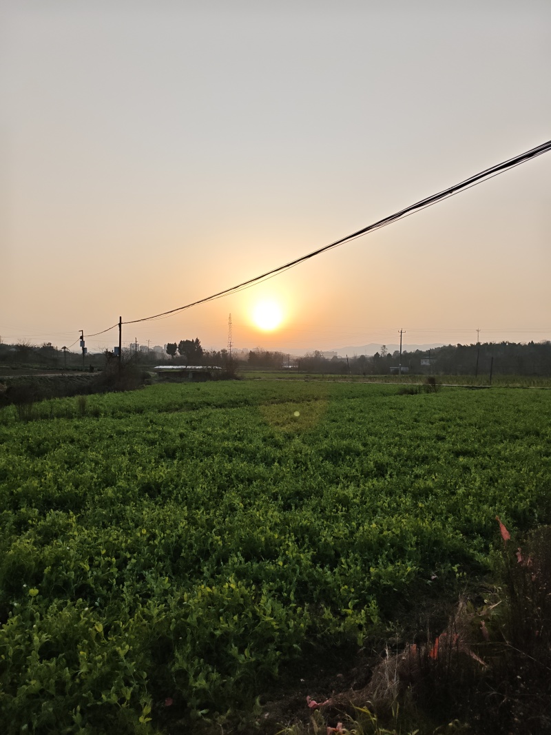 豌豆尖大量批发，需要的老板联系加vx***********