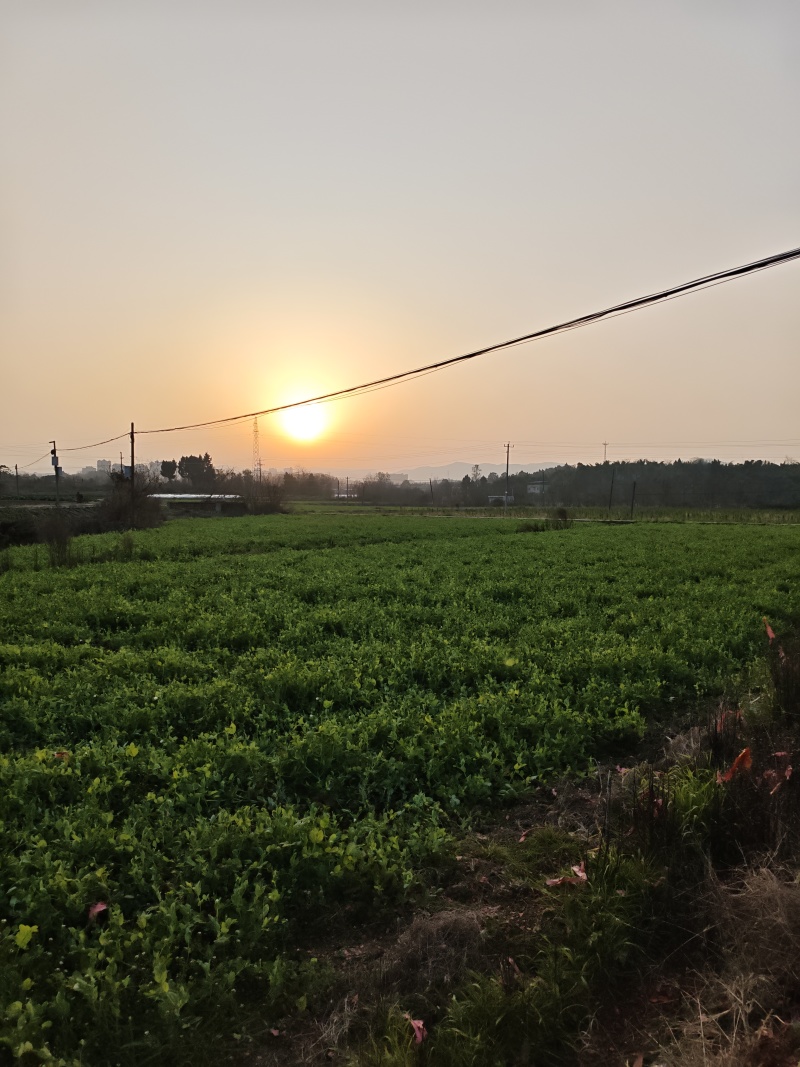 豌豆尖大量批发，需要的老板联系加vx***********