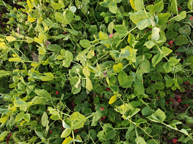 豌豆尖大量批发，需要的老板联系加vx***********