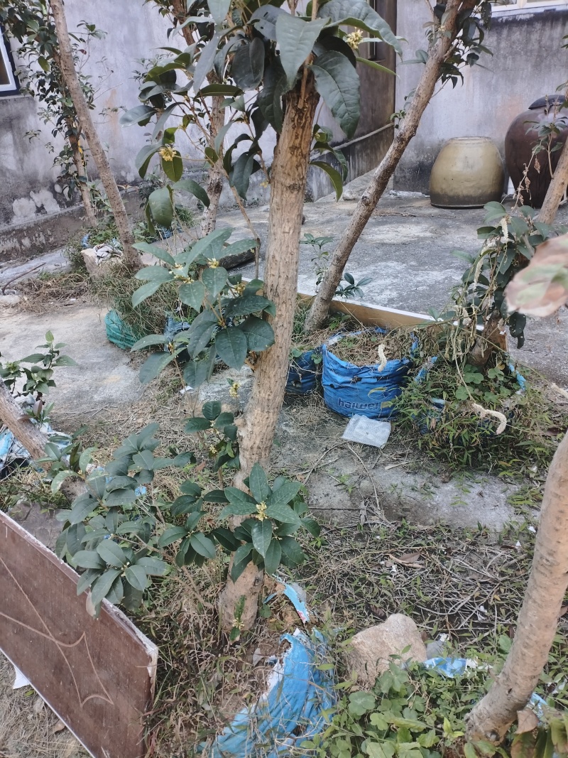 自家种的桂花树