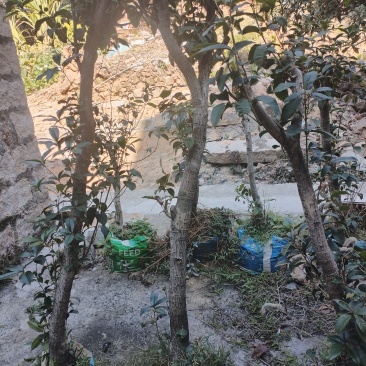 自家种的桂花树