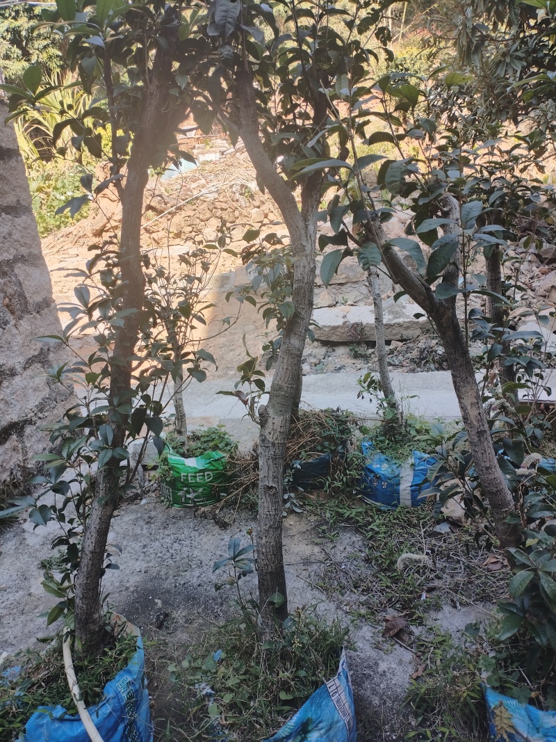 自家种的桂花树