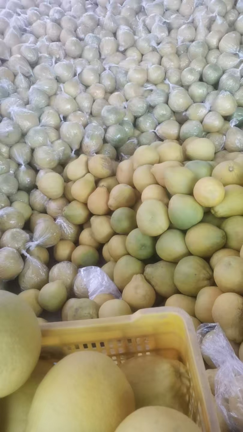 江永老树香柚