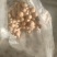 鹿茸菇