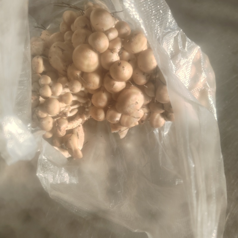 鹿茸菇