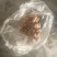 鹿茸菇