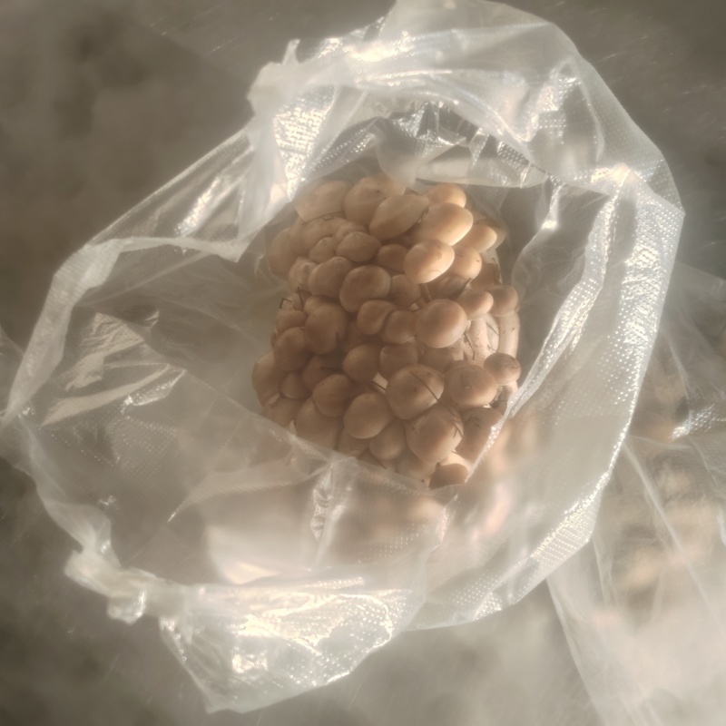 鹿茸菇