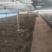 鹿茸菇