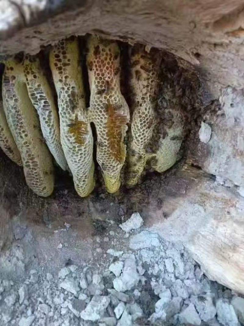 自己土蜂蜜