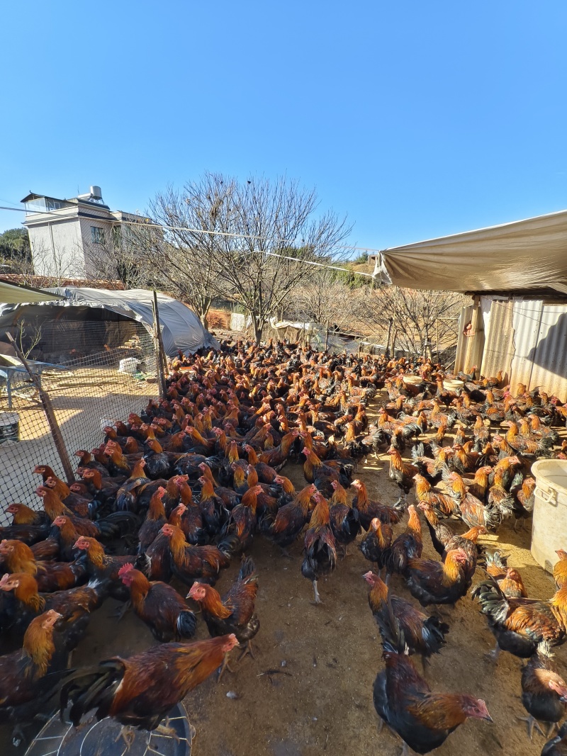 自家山上饲养土鸡和阉鸡