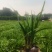 麦冬草种植基地