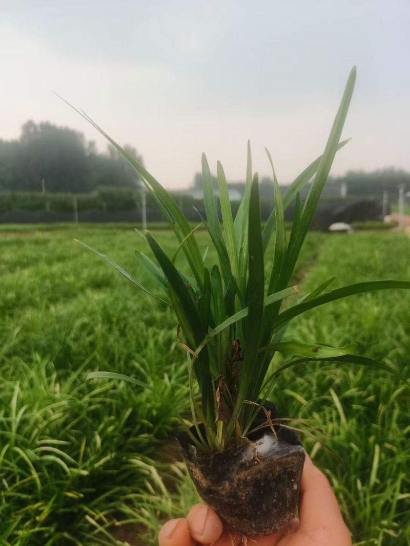 麦冬草种植基地