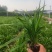 麦冬草种植基地