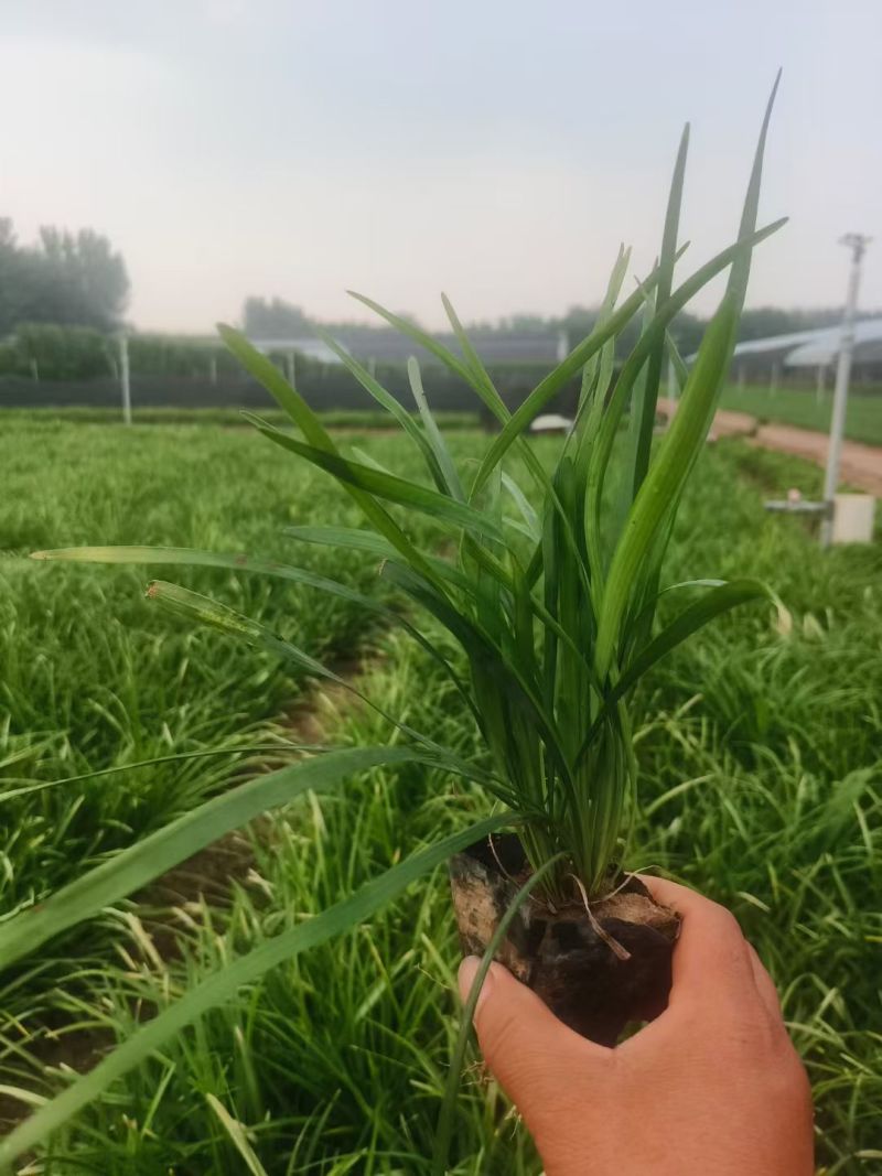 麦冬草种植基地
