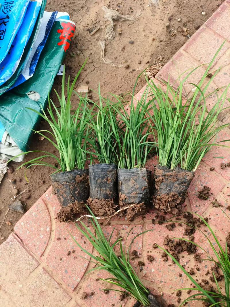 麦冬草种植基地